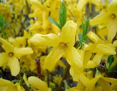 Forsythia