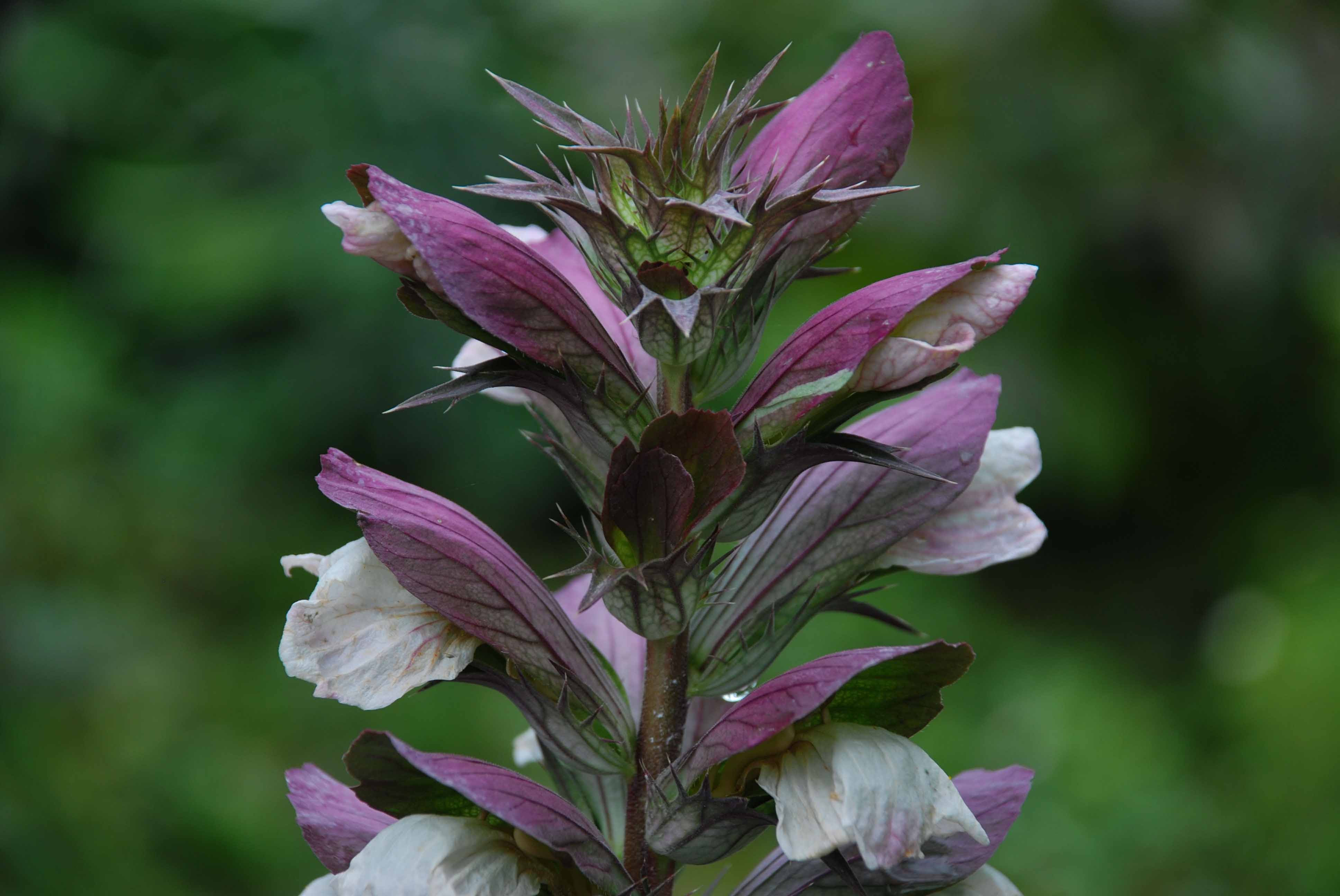 Acanthus