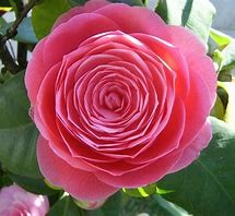 Camellia
