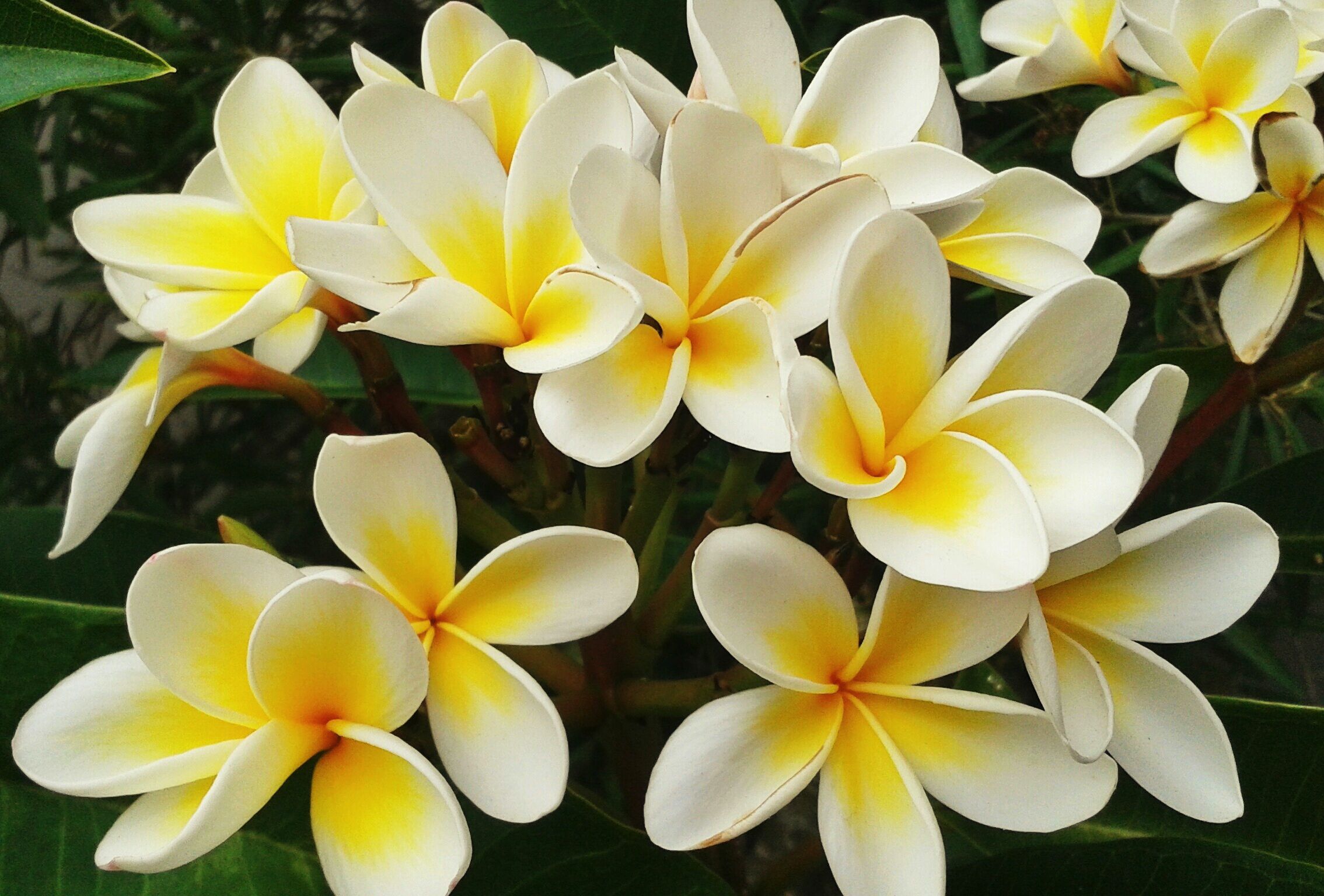 Frangipani