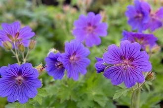 Geranium