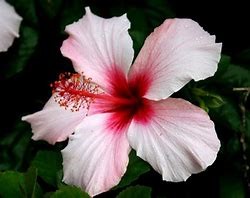 Hibiscus