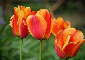 Tulip