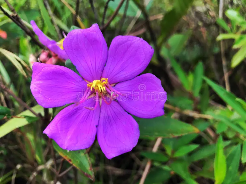 Bunga mentega