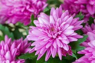 Chrysantemum