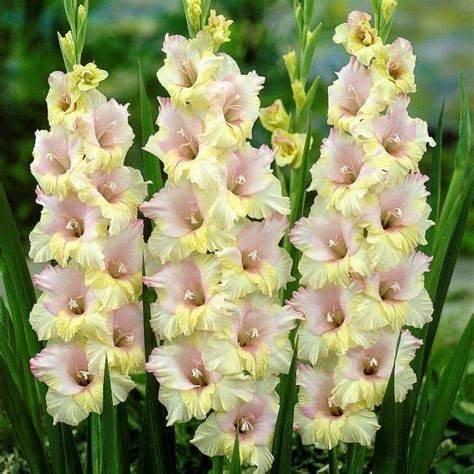 Gladiolus