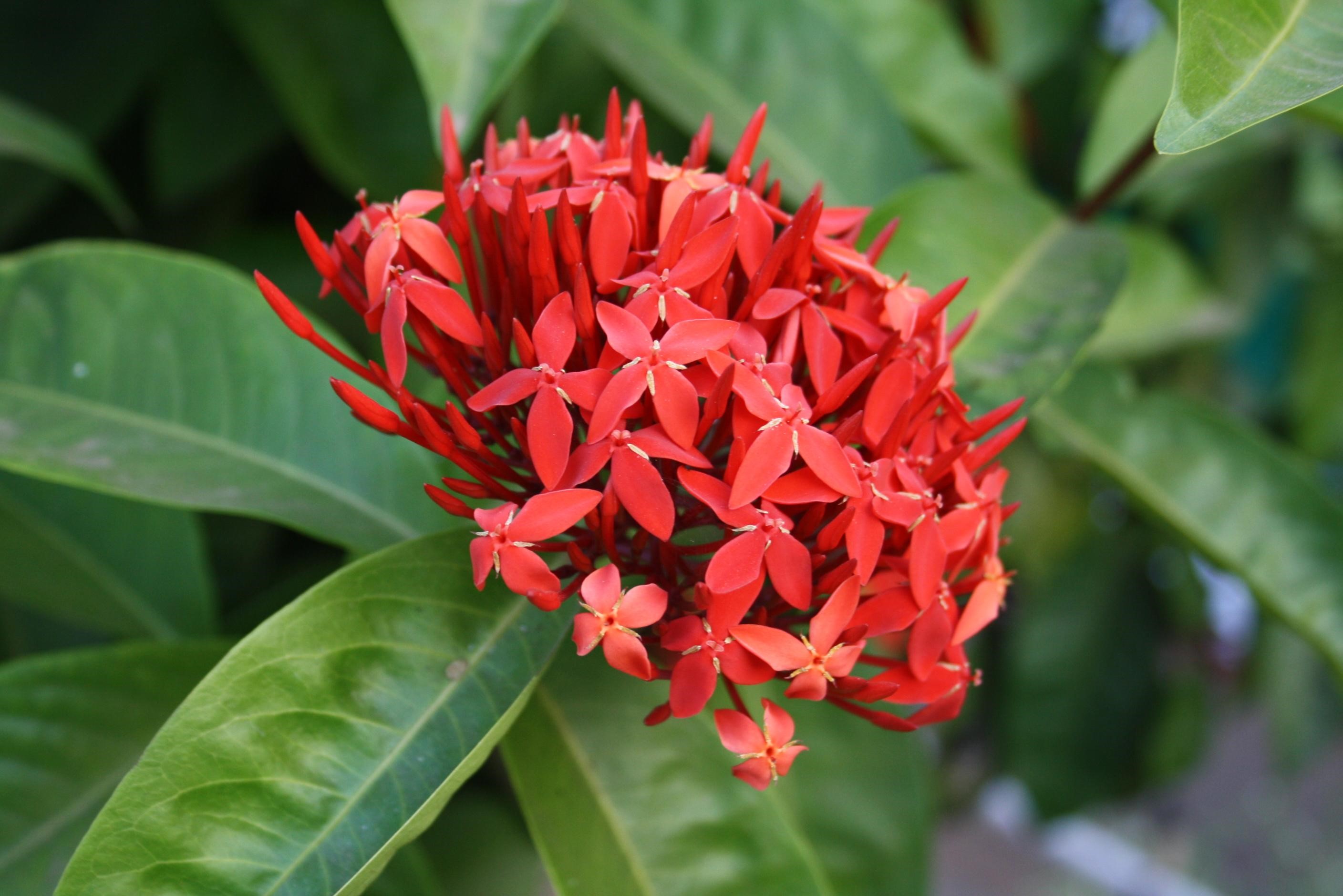 Ixora