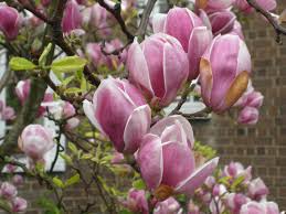 Magnolia