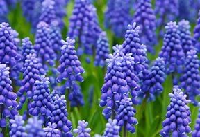 Hyacinth