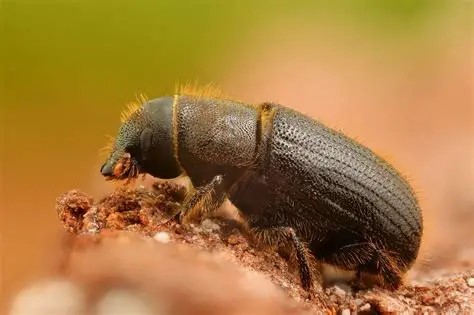 Bark beetle