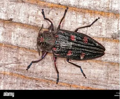 Flatheaded borer