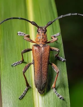Longhorn beetle