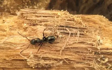 Caepenter ant