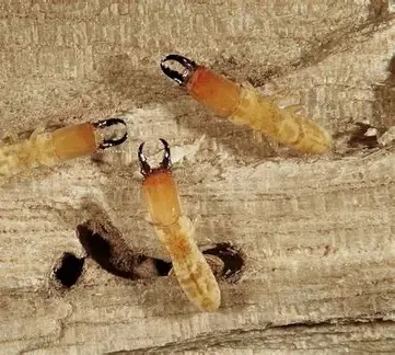 Drywood termite