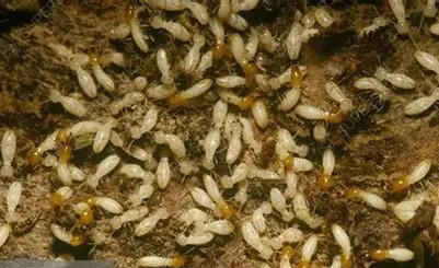 Fomosan termites 2