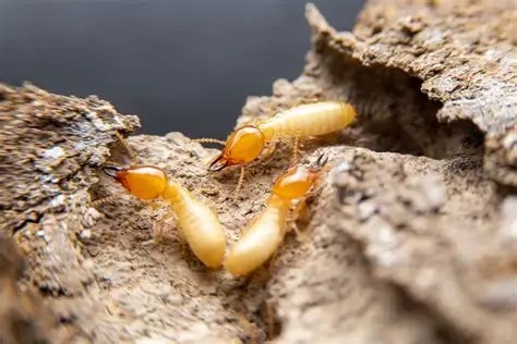 Formosan termites