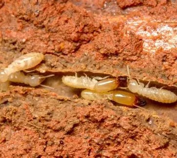 Subteranean termite