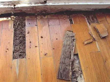 Termite damage under floor