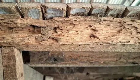 Termite damage